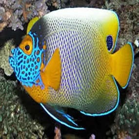 Blueface Angel : A (Pomacanthus xanthometopon)
