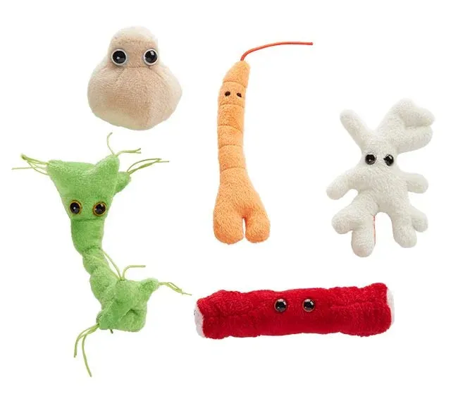 Body Cells