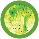 Body Cells