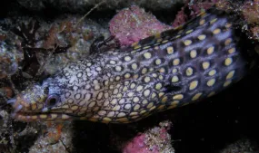Dragon Eel - Mexican (Muraena lentiginosa)