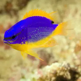 Fijian Blue & Gold Damsel (Chrysiptera taupou)