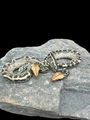 Sumatran Short Tailed Python (Pumpkin Head Het T ) Male