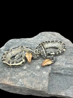 Sumatran Short Tailed Python (Pumpkin Head Het T ) Male
